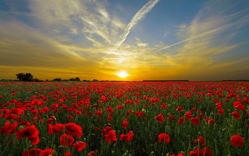 The Beautiful Theme screenshot 1