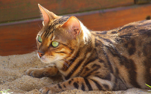 The Bengal Cats Predatory Poise screenshot 1