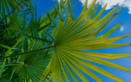 The big ones screenshot 1