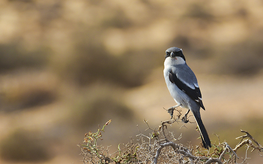The bird perches screenshot 1