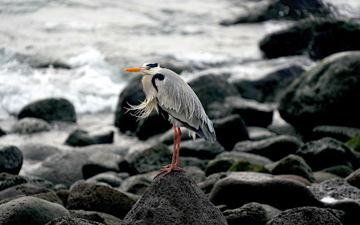 The bird stands on the rock screenshot 1
