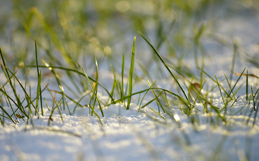 The blades of grass have strong vitality screenshot 1