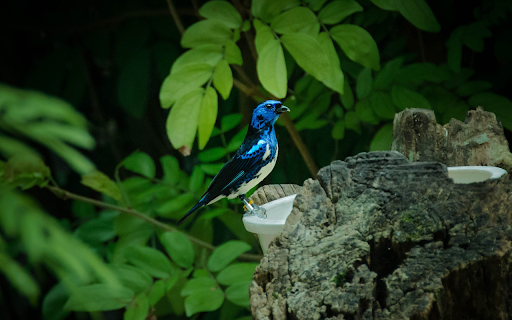 The blue bird drinks water screenshot 1