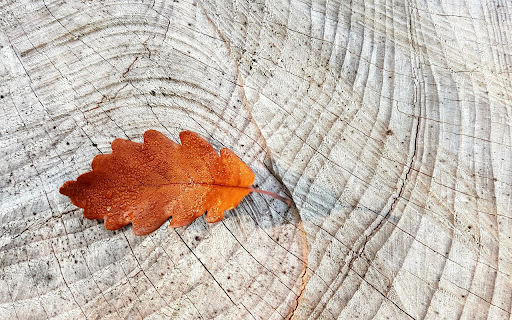 The brown leaf falls screenshot 1