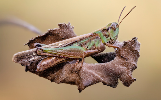 The brown locust screenshot 1