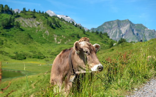 The Brown Yellow Cow screenshot 1