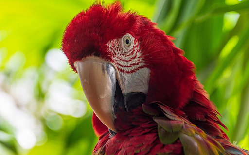 The burgundy parrot screenshot 1