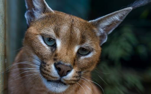 The Caracals Intense Gaze screenshot 1