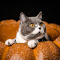 The cat lies in the pumpkin logo
