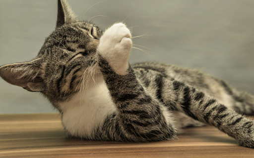 The Classic Tabby: A Domestic Shorthairs Rituals screenshot 1