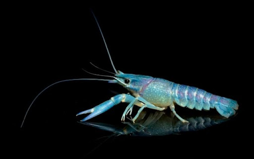 The Coastal Scavenger screenshot 1