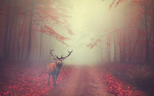 The deer lost its way screenshot 1