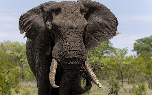 The elephant and the quagmire screenshot 1