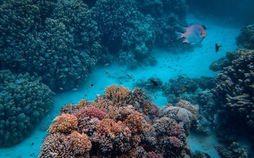 The Exquisite Firefish screenshot 1