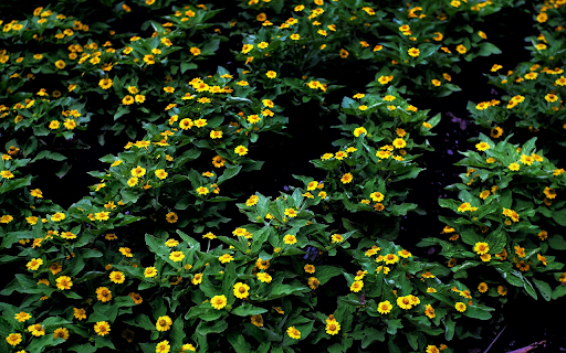 The flower garden blooms screenshot 1