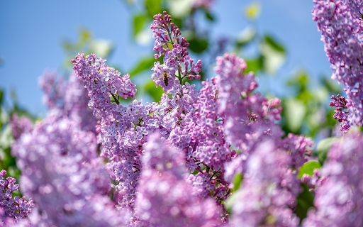 The flower garden is in full bloom screenshot 1