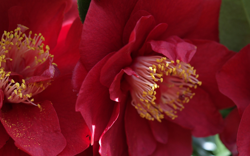 The flowers are pinkish red screenshot 1