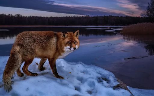 The Fox: A Clever and Mysterious Hunter screenshot 1