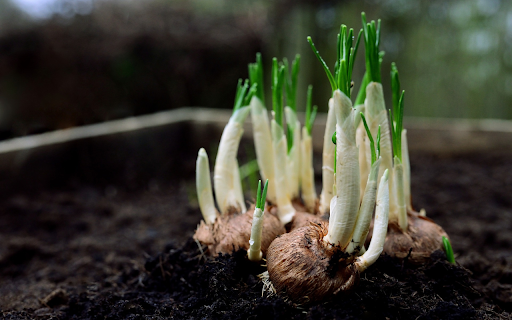 The garlic was forgotten screenshot 1