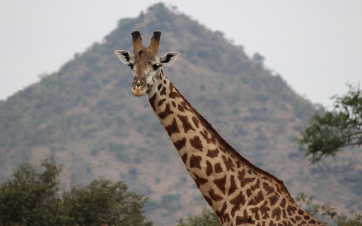 The Giraffe and the Long Neck screenshot 1