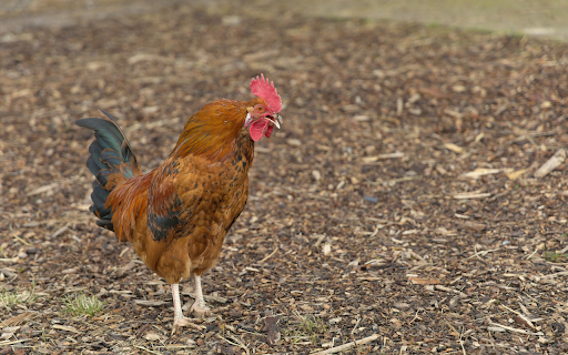 The Golden Rooster screenshot 1