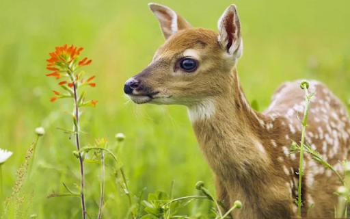 The Graceful Deer: Symbol of Elegance in Nature screenshot 1