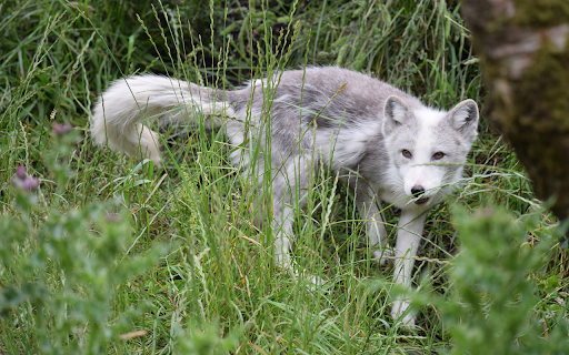 The Gray Wolf screenshot 1