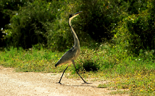The Heron and the Long Neck screenshot 1