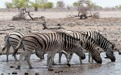 The horses drink water screenshot 1