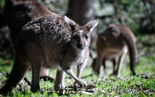 The kangaroos screenshot 1