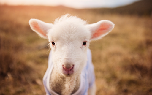 The Lambs Innocent Stare screenshot 1