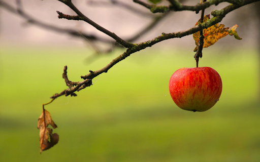 The last apple screenshot 1