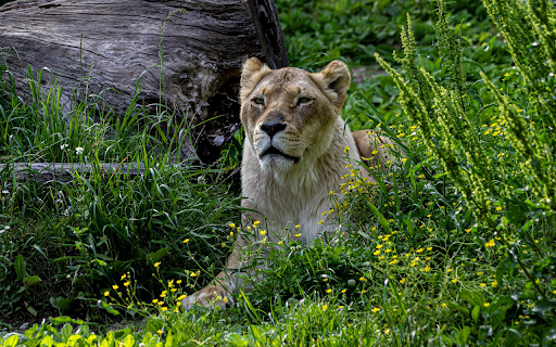 The lion lies down screenshot 1