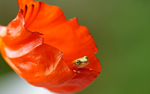 The little frog in the flower screenshot 1