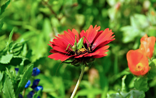 The locust landed on the flower screenshot 1
