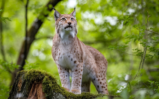 The lynx is light brown screenshot 1