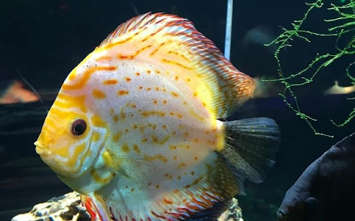 The Majestic Discus Fish screenshot 1