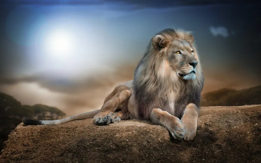 The Majestic King of the Savannah screenshot 1