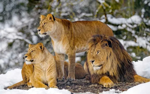 The Mighty Trio: Lions of the Wild screenshot 1