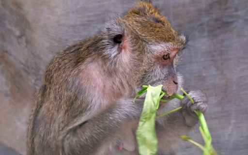 The monkey sits and eats vegetables screenshot 1