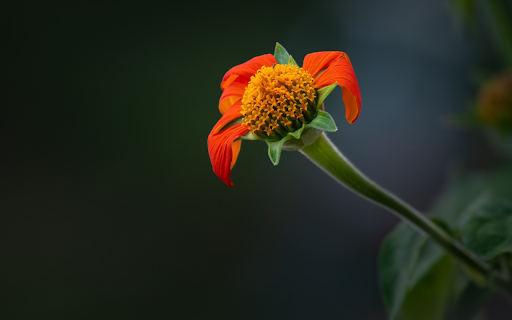 The orange flower lost its petals screenshot 1