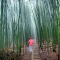 The Path Between Bamboo Forest logo