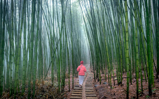 The Path Between Bamboo Forest screenshot 1
