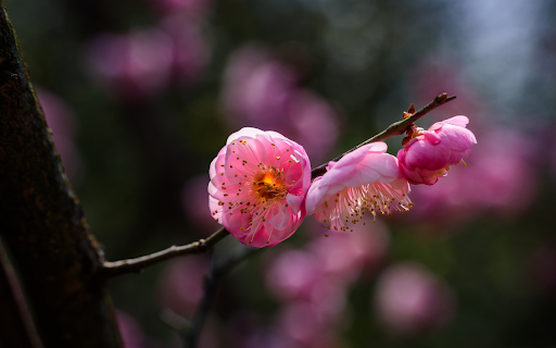 The peach branch is shy screenshot 1