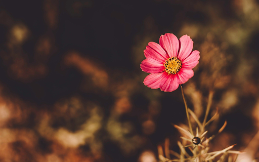 The pink flower screenshot 1