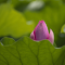 The pink lotus is shy logo