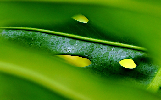 The punctured leaves screenshot 1