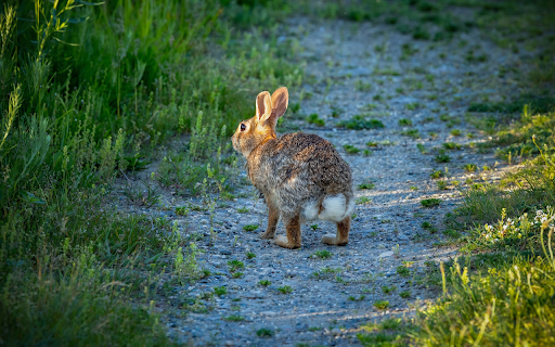 The Rabbit in the Middle of the Road screenshot 1