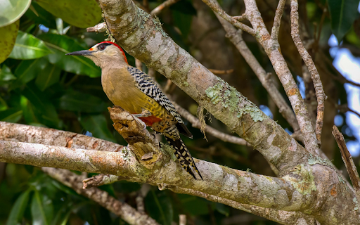 The red-headed woodpecker screenshot 1
