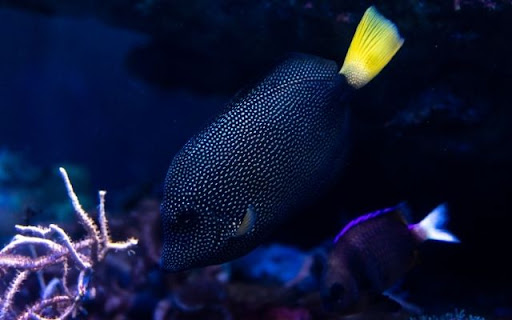 The Regal Angelfish screenshot 1